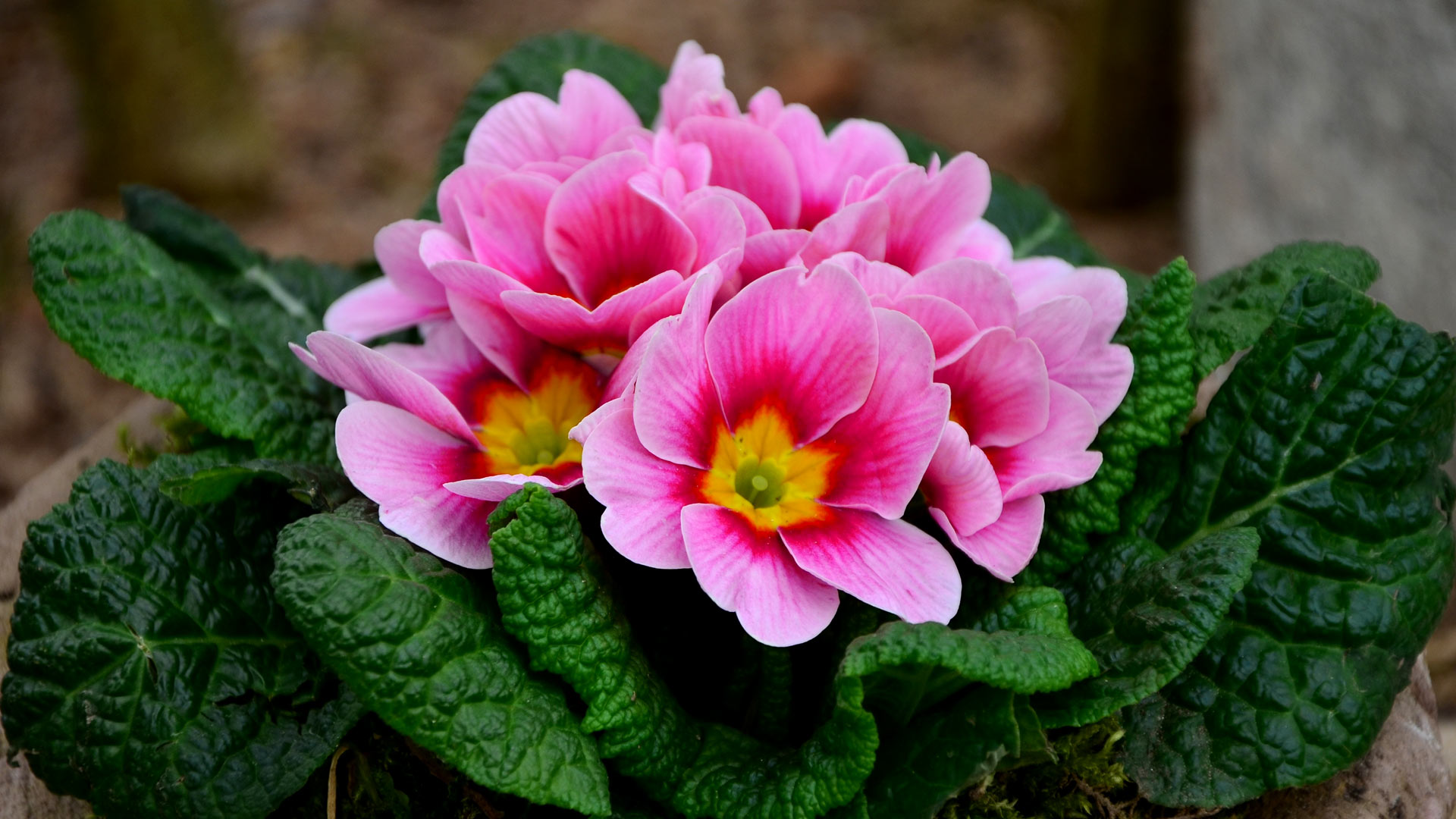 pink-spring-flowers-wallpapers-hd-1080p-1920x1080-desktop-03.jpg