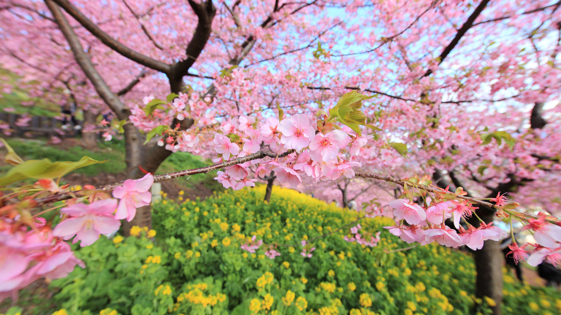 spring_bloom_tree_flowers_93587_1920x1080.jpg