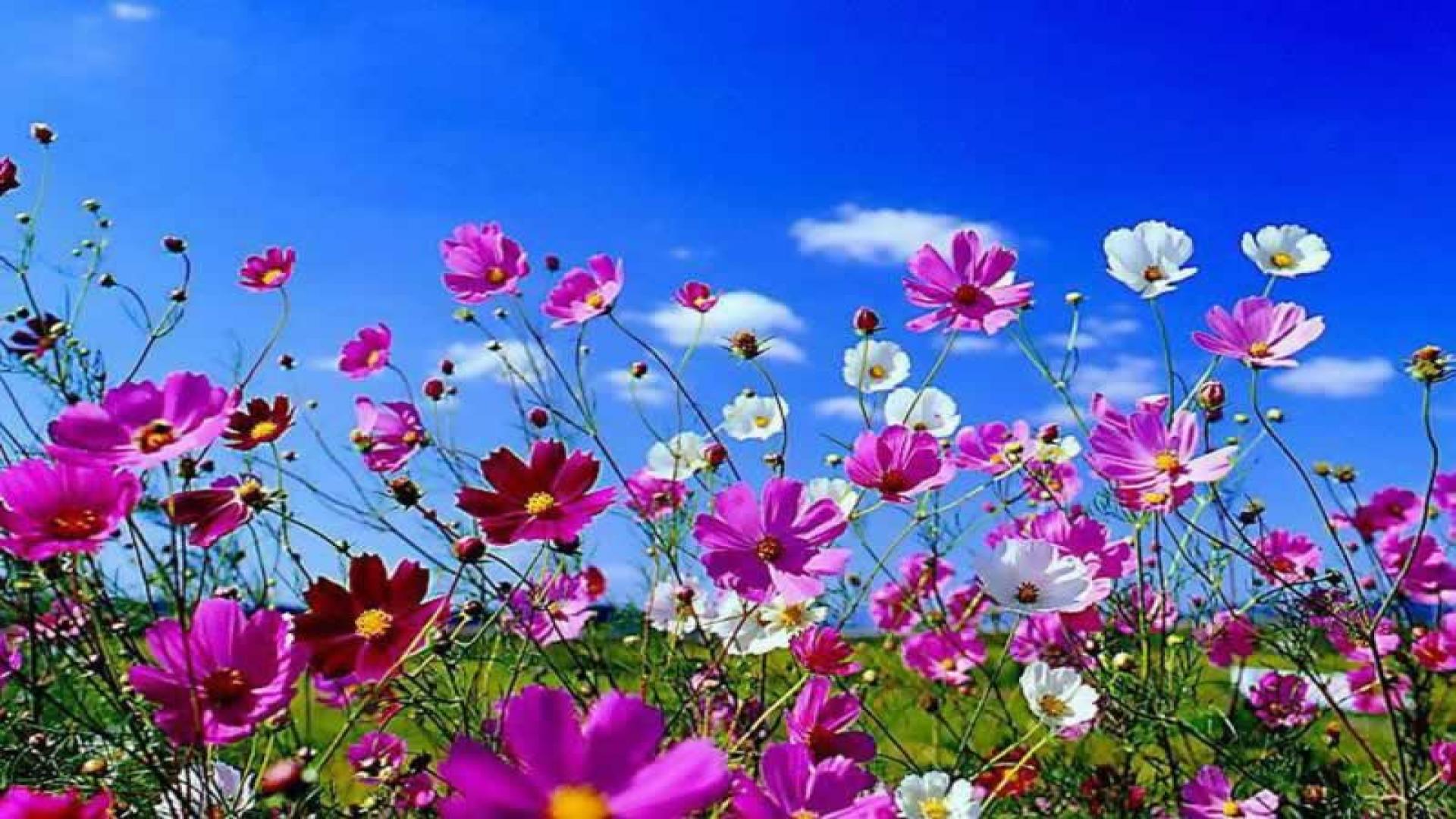spring_nature_flowers_butterflies_girl_3564_1920x1080.jpg