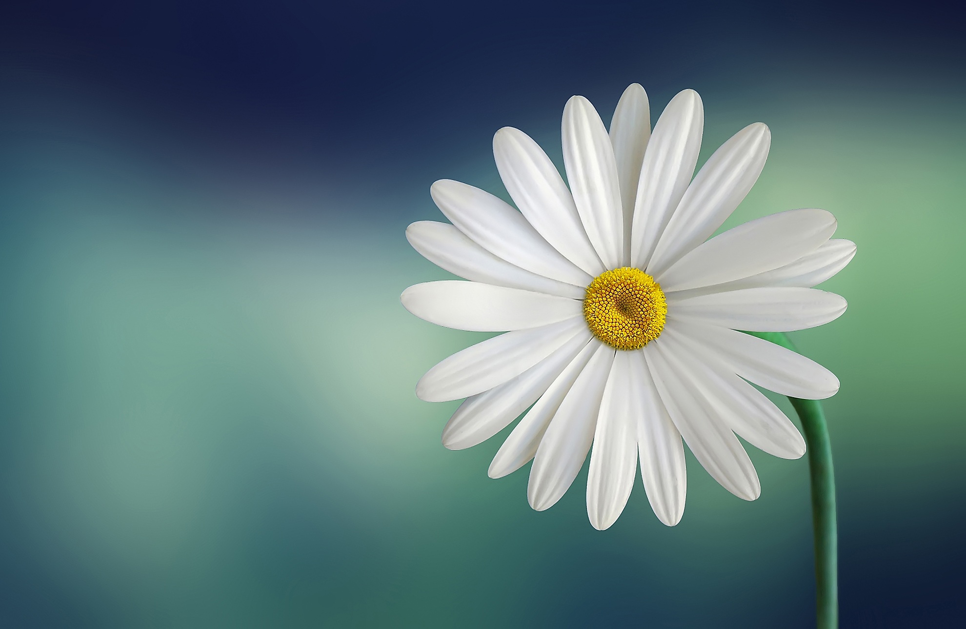 marguerite-daisy-beautiful-beauty.jpg