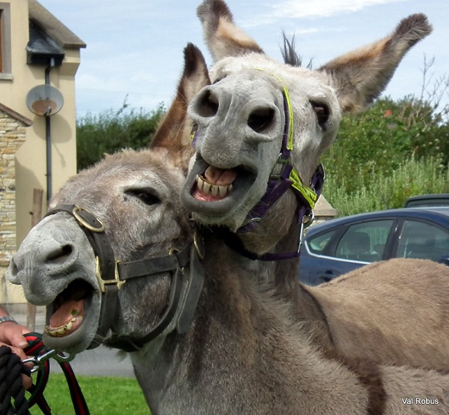 Funny-Donkey-Couple-Laughing-Face.jpg