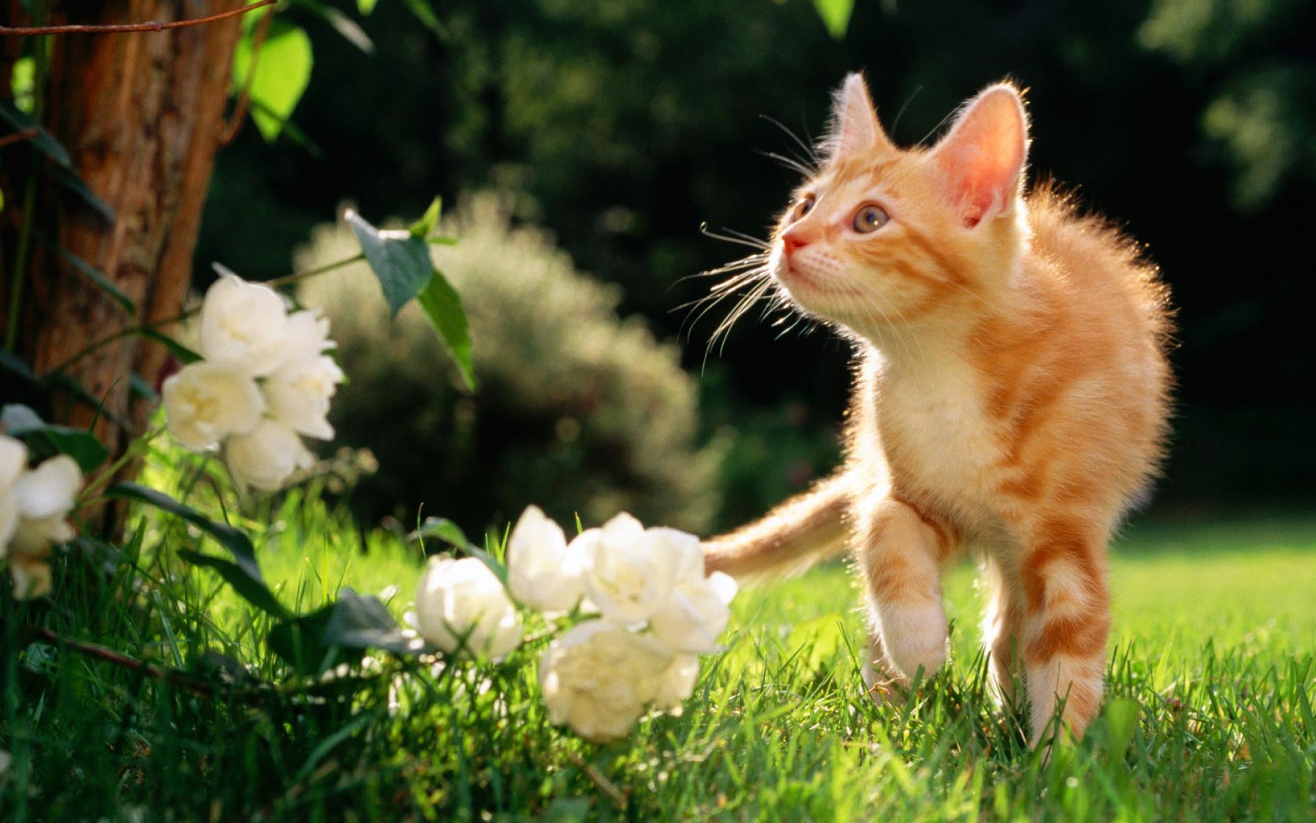 kitten_red_garden_flowers_grass_animals_1920x1200_hd-wallpaper-220506.jpg