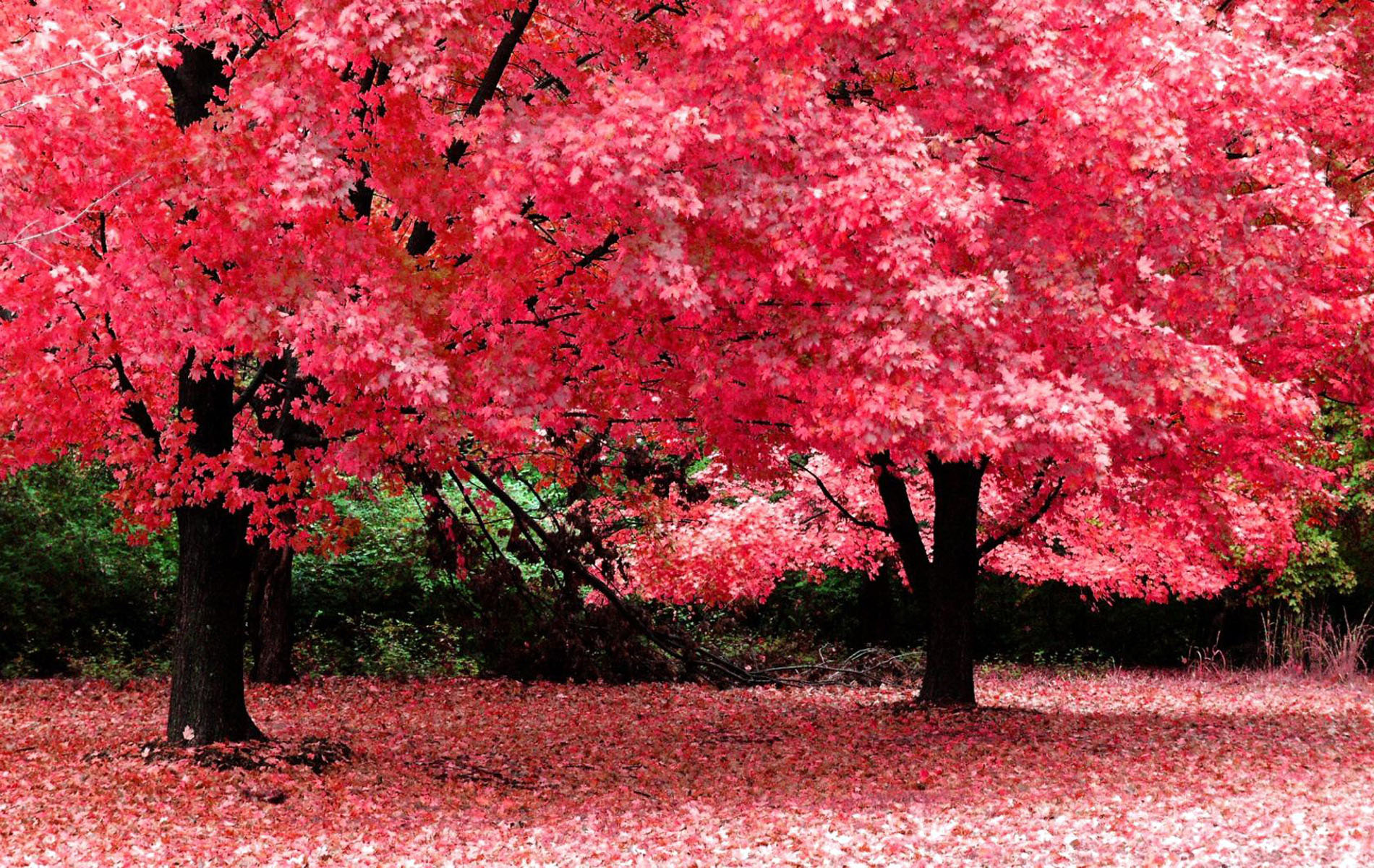 Beautiful Nature Spring Wallpaper HD 10.jpg