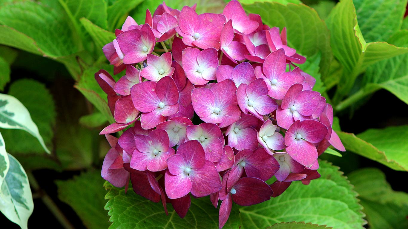 beautiful-spring-flower-wallpapers-hd-1366X768-desktop-011.jpg