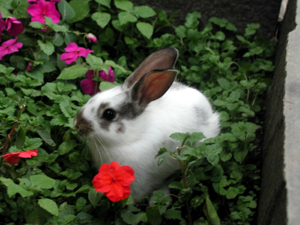 1-conejos-bebe.jpg