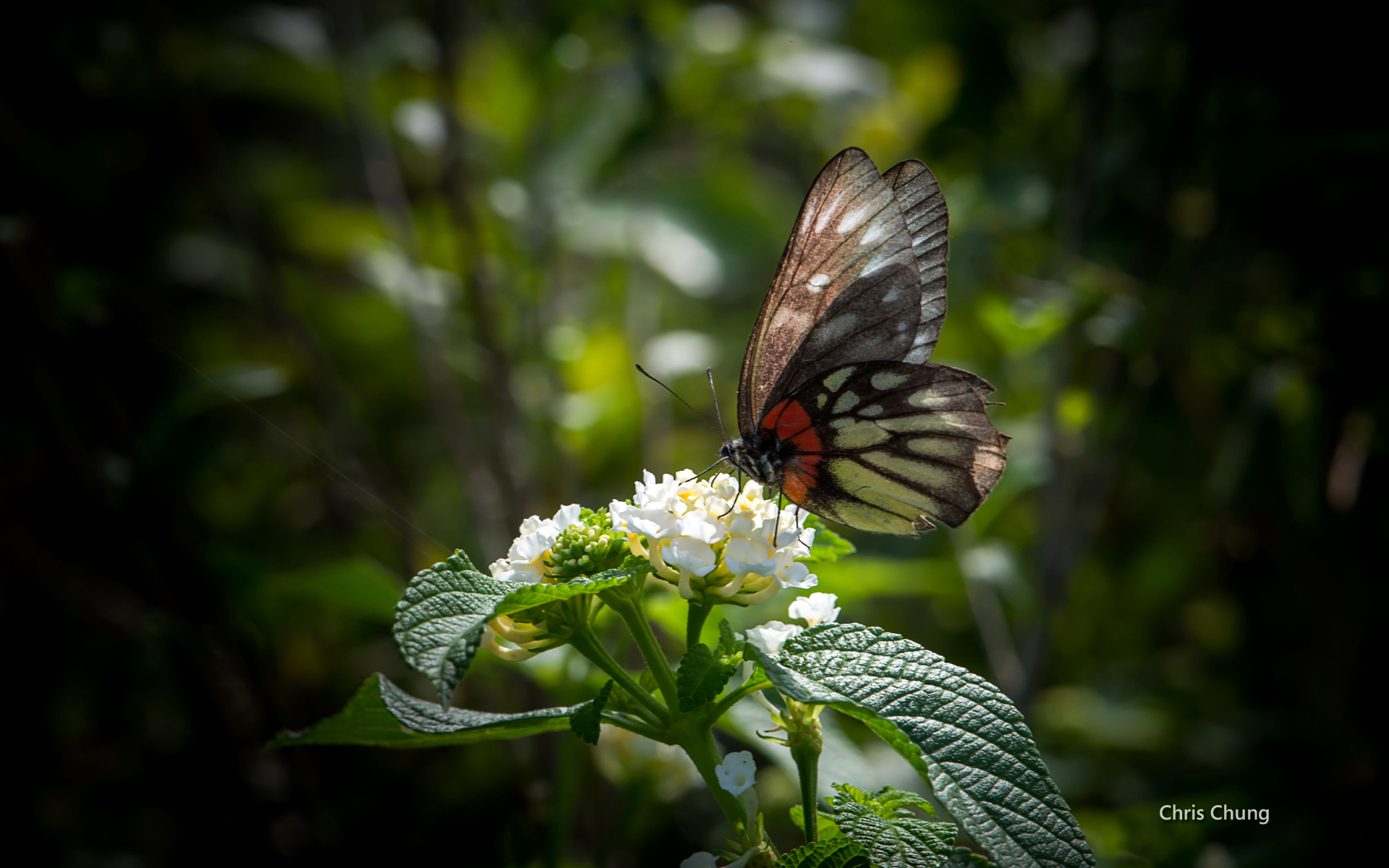 1_chrischung_kadoorie_butterfly1.jpg