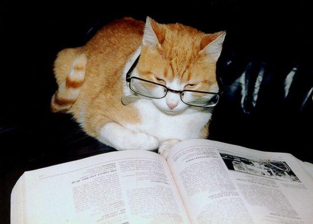 Amazing_Funny_Cats_Wearing_Glasses_16_wuciq.jpg