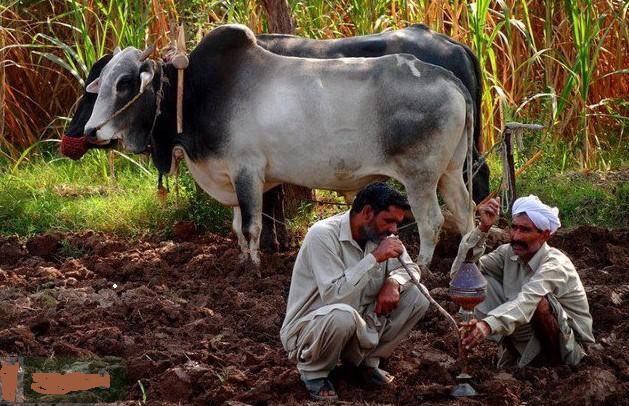 Photos-of-Pakistani-Villages-Pakistani-Village-Life-Two-Villagers-smoking-huqqa-in-the-Fields-Pictures-of-Pakistani-Villages.jpg