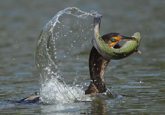 10-Amazing-Animals-Gone-Fishing-Stock-Photos-4.jpg