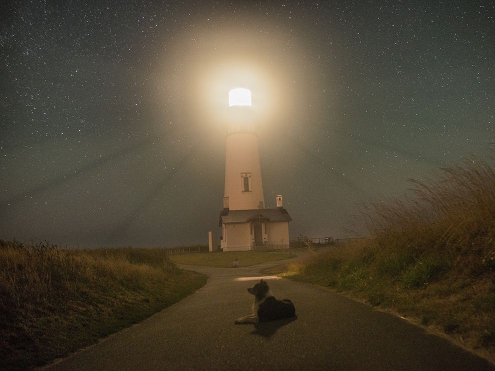 newport-lighthouse-dog_92639_990x742.jpg