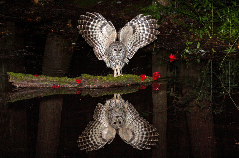 potd-owl-2_3587033k.jpg