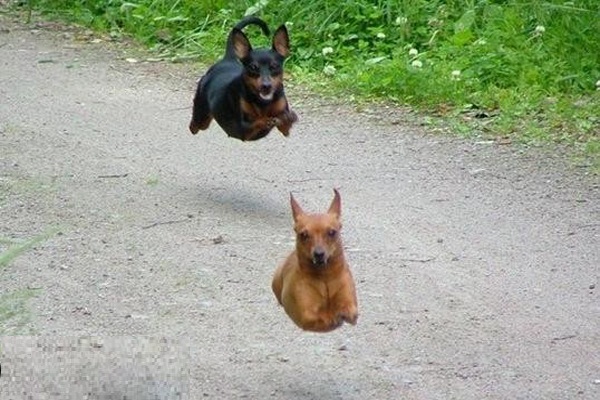 Two-Superman-Flying-Funny-Picture.jpg