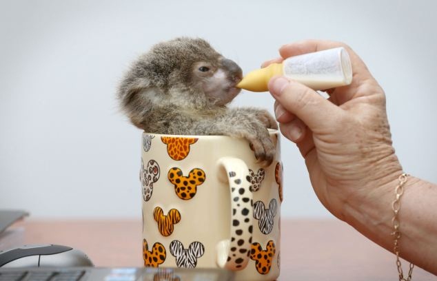 Raymond-the-orphaned-baby-koala-001.jpg
