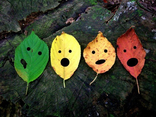 beatiful-folhas-nature-Favim.com-204131.jpg