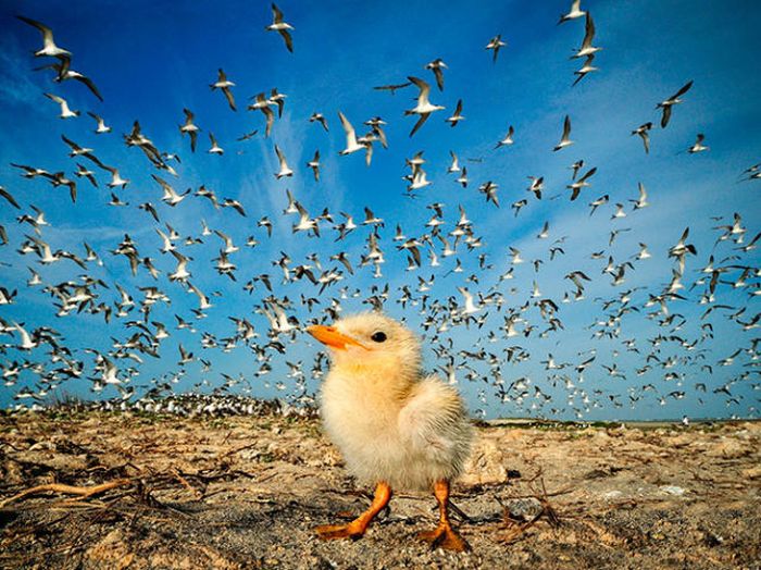 the_best_of_national_geographic_18.jpg
