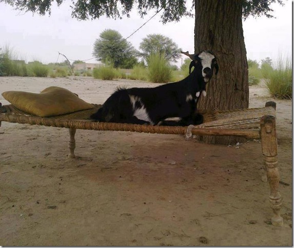Funny-Image-from-Pakistan5.jpg
