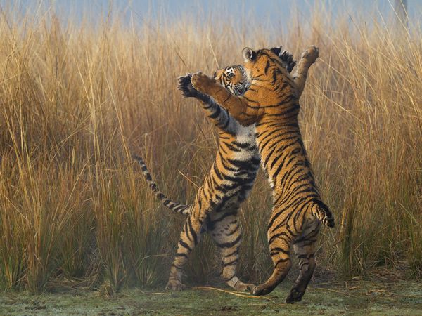 tiger-cubs-india_89337_600x450.jpg