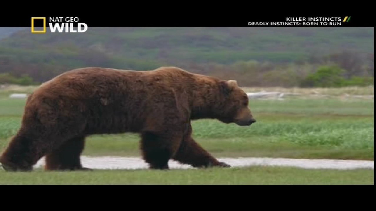 NGC WILD, 95 E, 12647 V