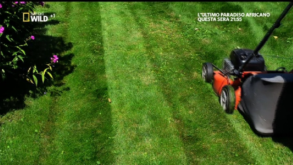 natgeowild+1.jpg