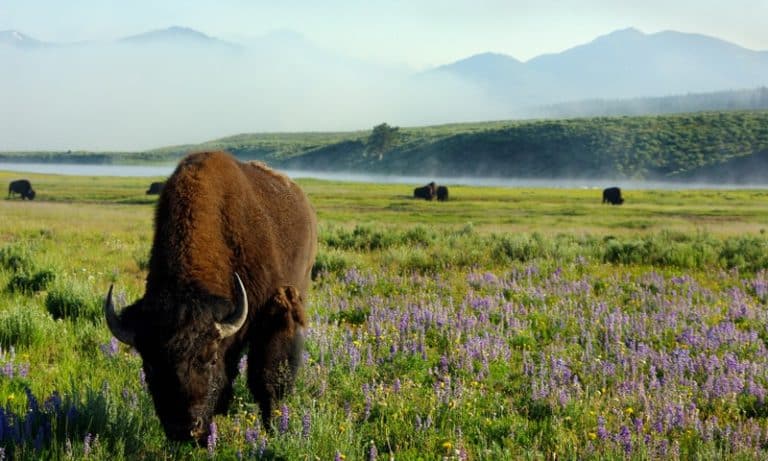 381-34501-Yellowstone_National_Park_Upper_Loop_and_Wildlife_Tour_lg-768x461.jpeg
