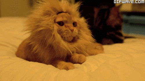 123.gif