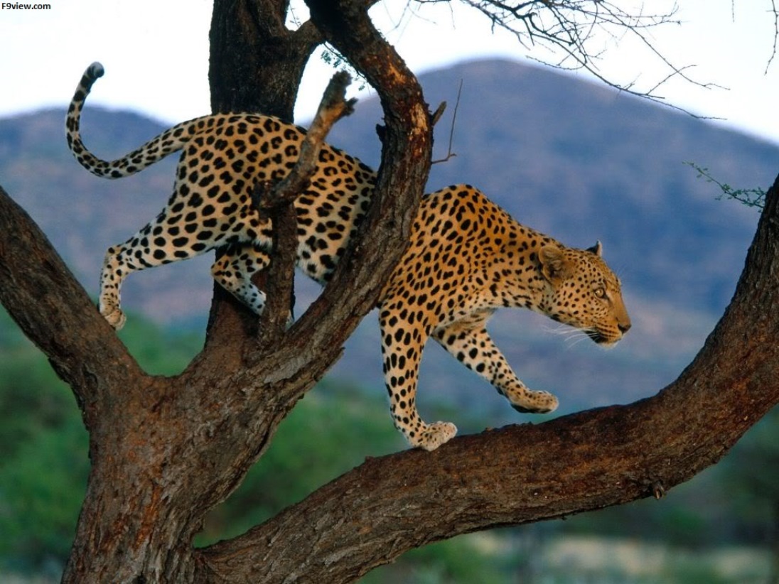 amazing-animal-pics.jpg