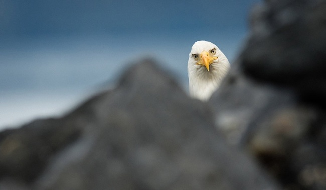 11991960-animal7-1488288615-650-05329585b2-1488299725.jpg
