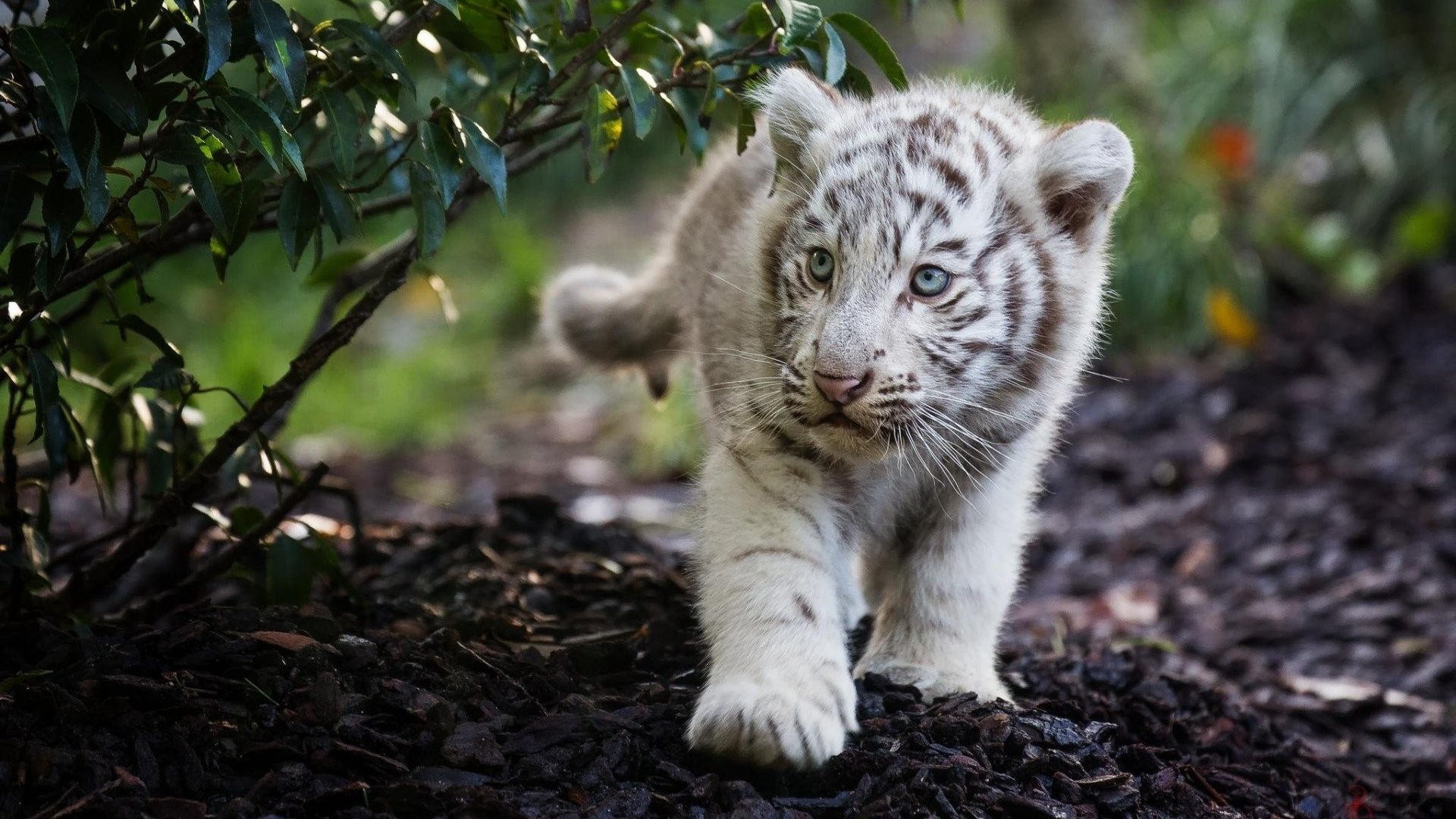 baby-animals-cub-tiger-animal-and-its-mother-1920x1080.jpg