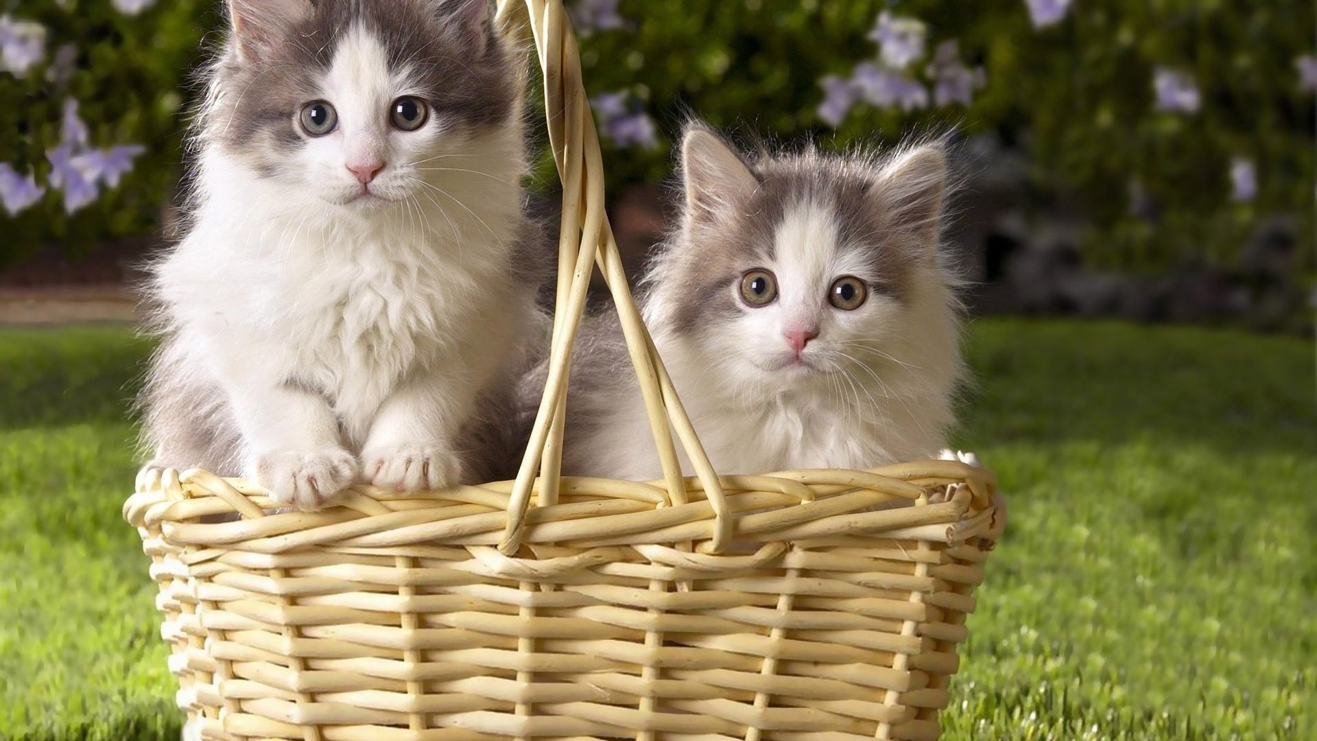 baby-animals-kittens-cats-cat-kitten-cute-pictures-image-animal-1920x1080.jpg