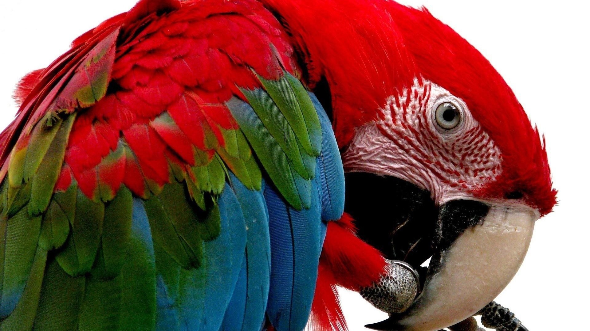 birds-macaw-parrot-tropical-bird-mockingbird-photos-baby.jpg