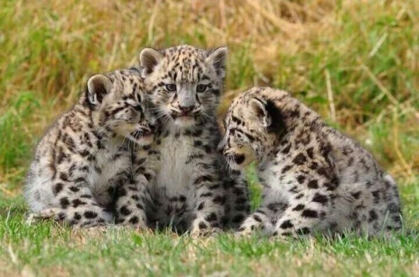 cheetah-cubs-cute-animals-pictures-pics-600x397.jpg