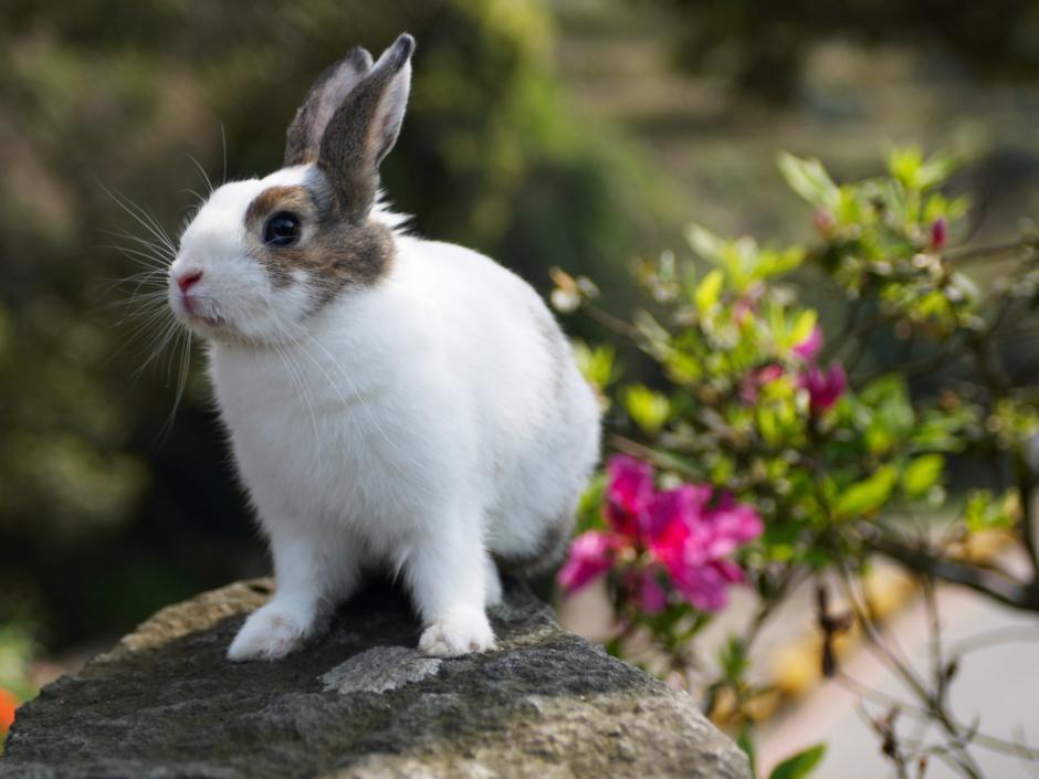 kaninchen-im-fruehlingshaften-garten-jufa-hotels-1-940x705.jpg