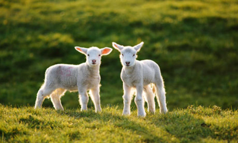 Lambs-001.jpg