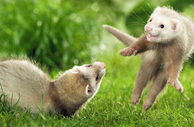 medium-nature-world-people-beauty-cute-animals-hd-photos-beautiful-animals.jpg