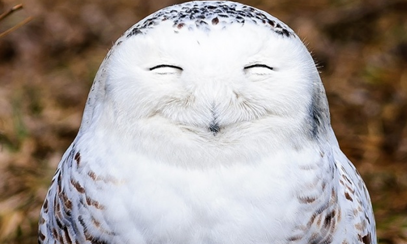 owl.png