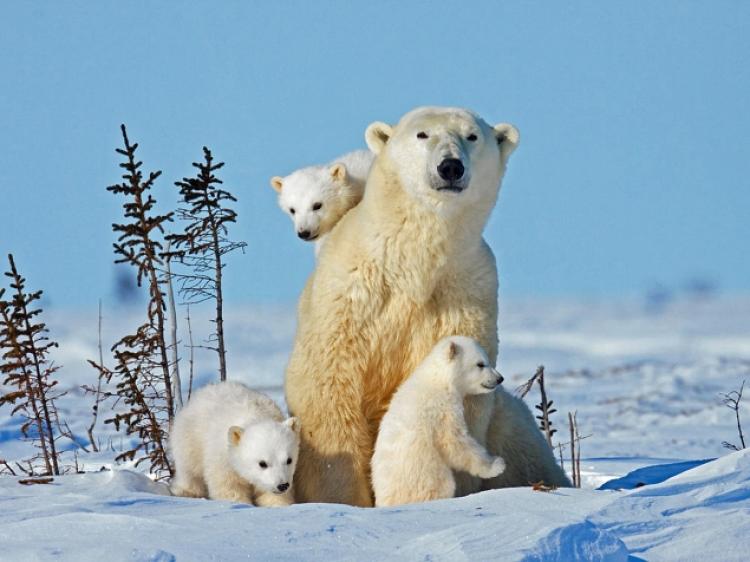 polar-bear-family-portraits.jpg