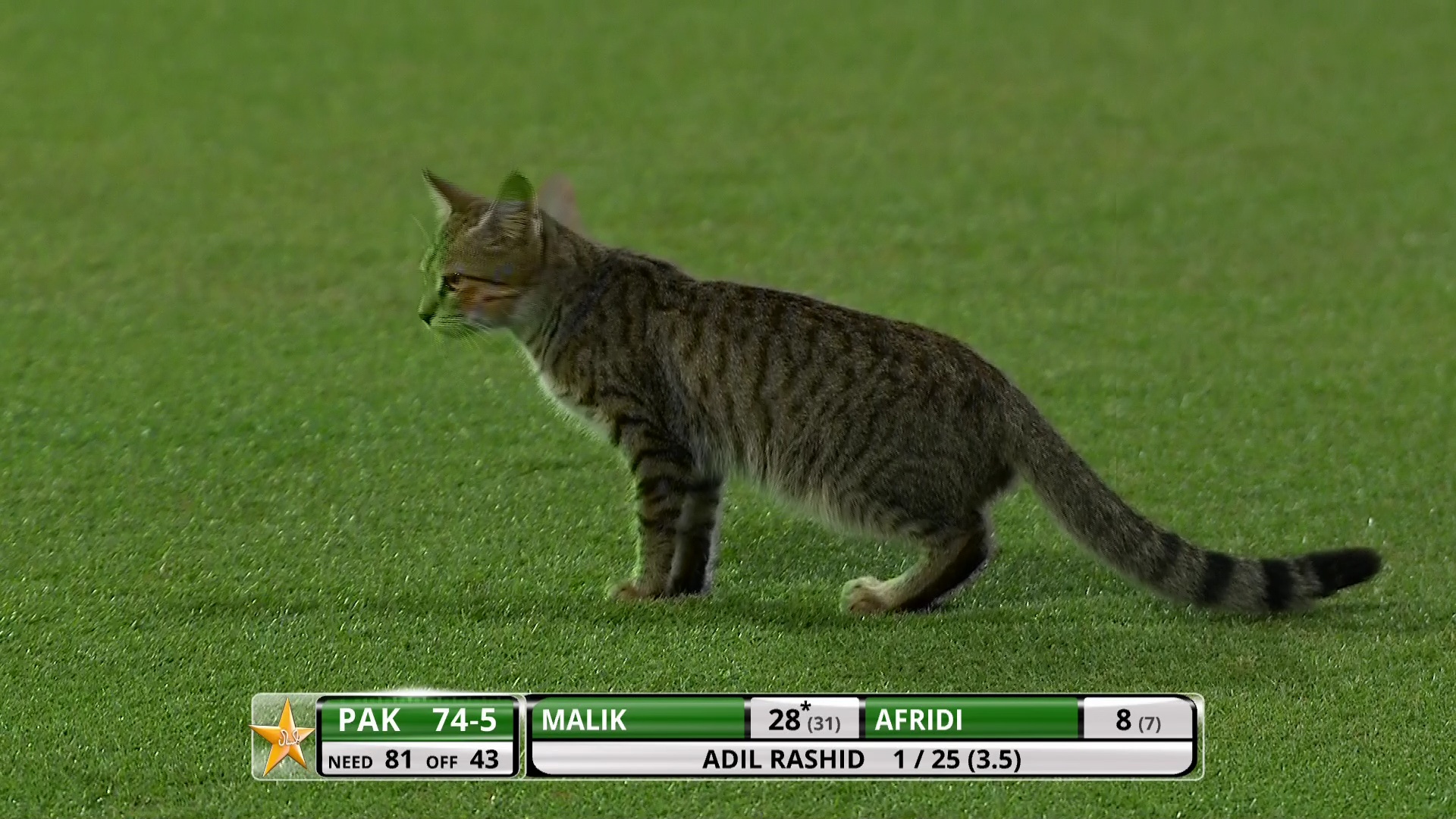 CRICKET5.jpg