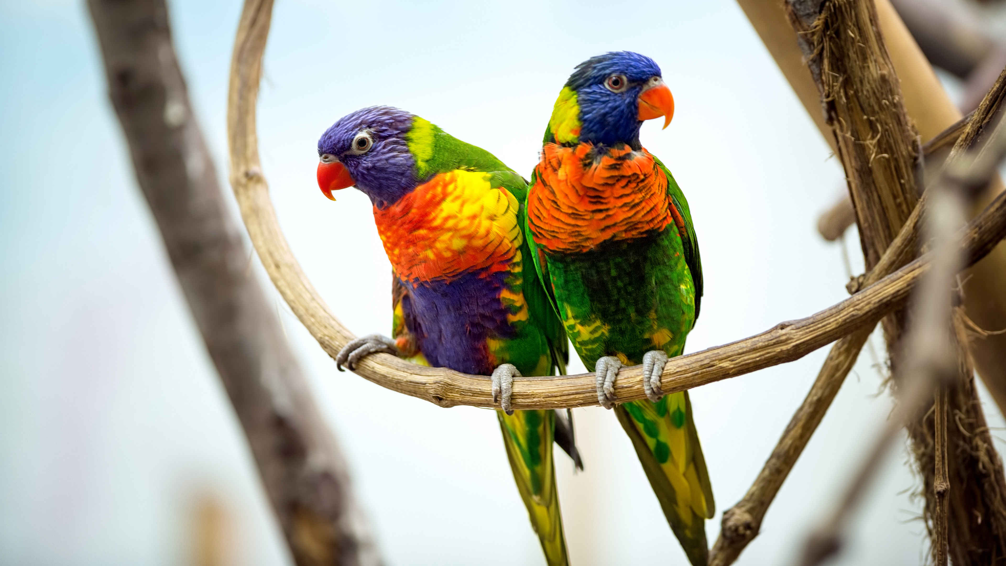 parrot_pair_4k-HD.jpg