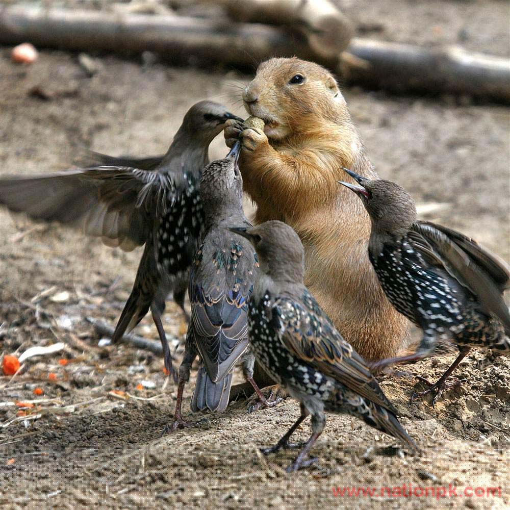Amazing-Animals.jpg