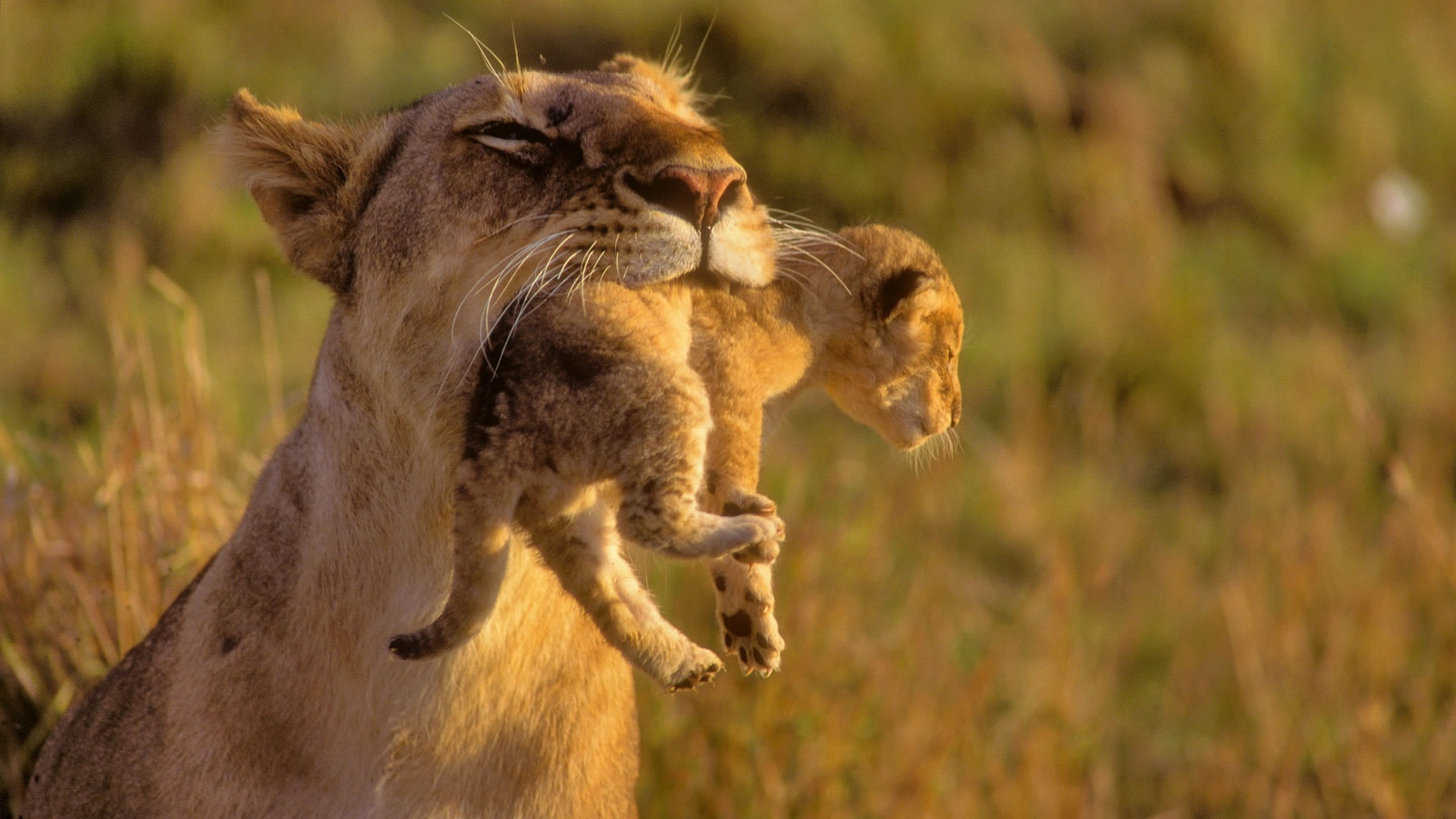 amazing-mother-lion-and-her-baby.jpg