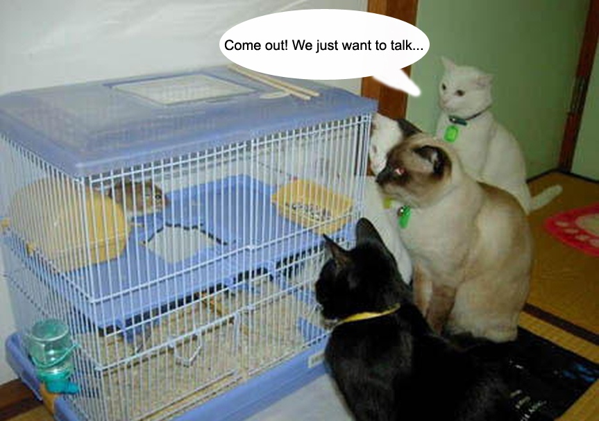 cats.jpg