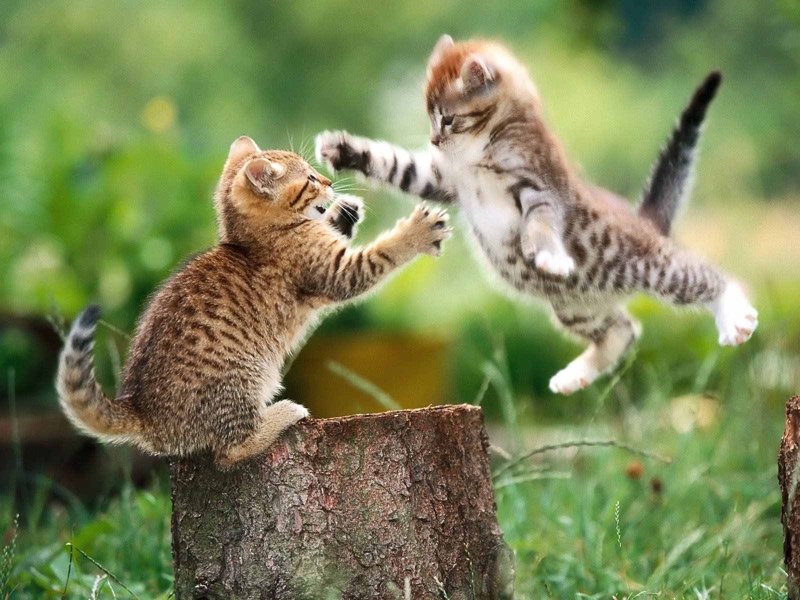 cats_fighting_kittens_adorable.jpg