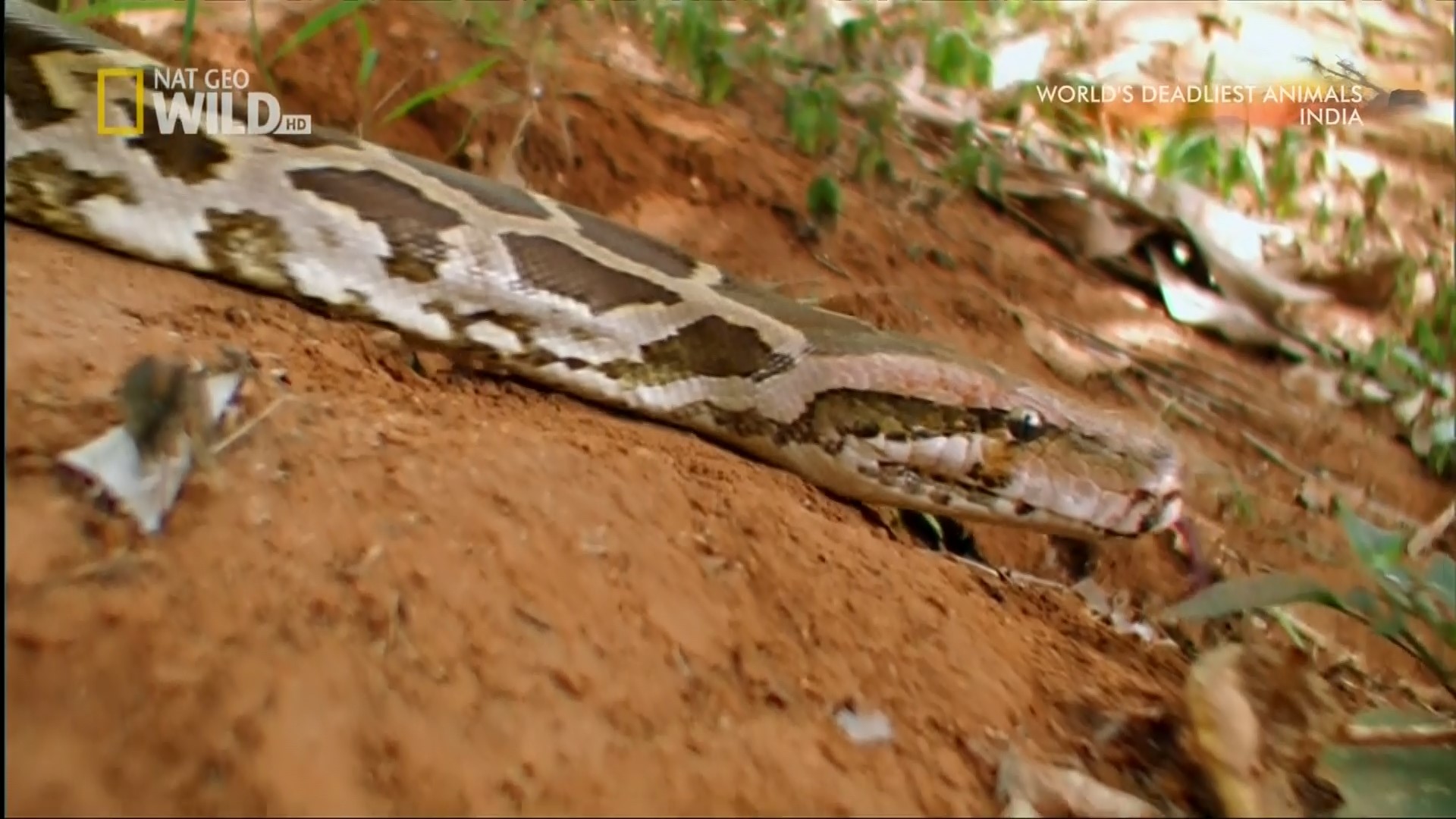 @World's Deadliest Animals - India.ts_snapshot_03.31_[2015.12.28_22.05.33].jpg