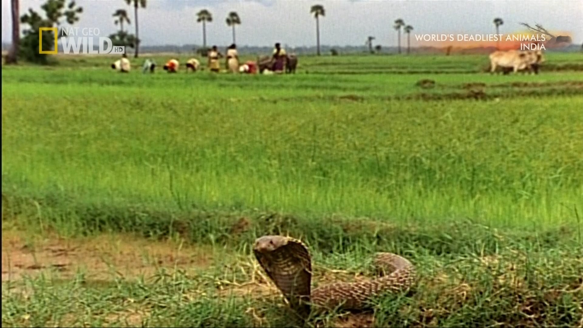 @World's Deadliest Animals - India.ts_snapshot_05.06_[2015.12.28_22.05.46].jpg