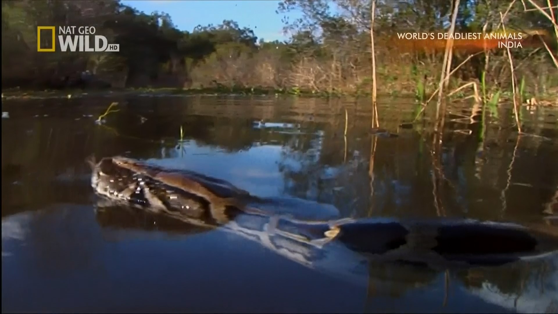 @World's Deadliest Animals - India.ts_snapshot_01.52_[2015.12.28_22.05.20].jpg