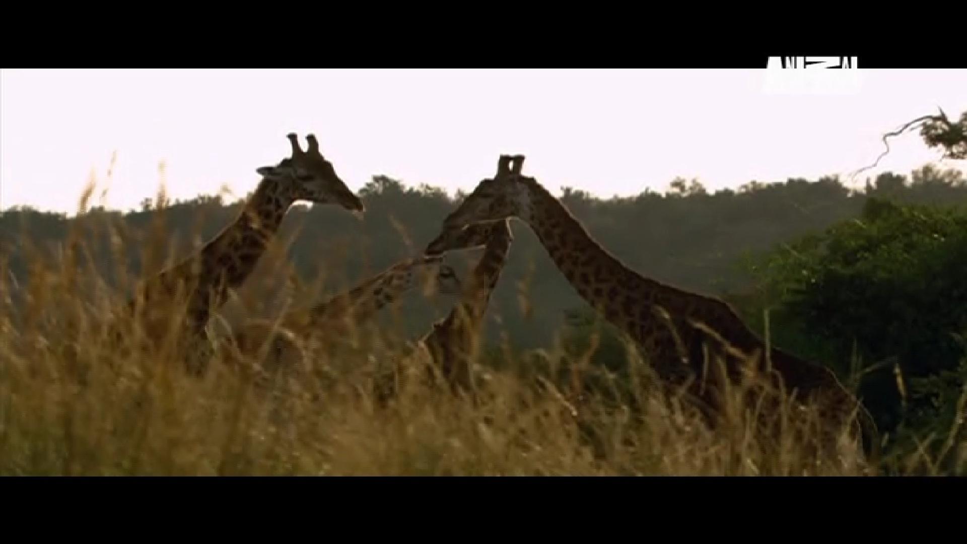 animal planet.JPG