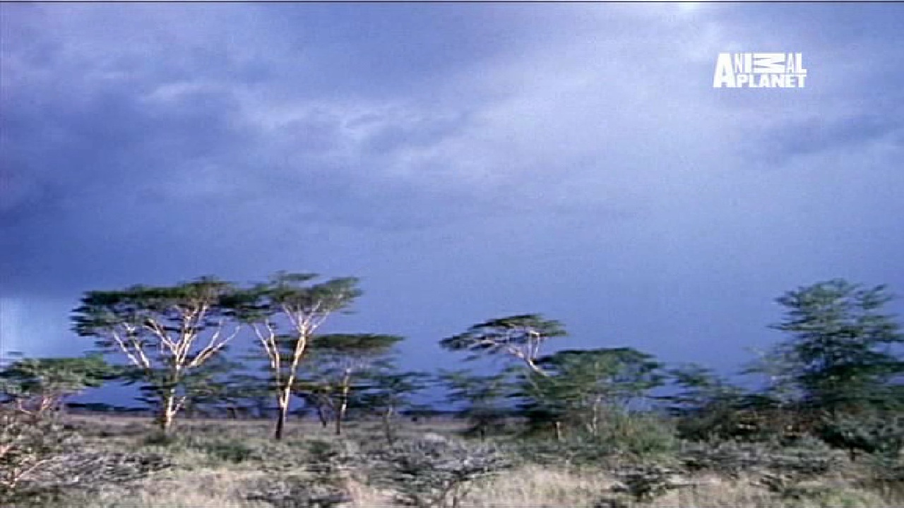 Animal Planet, 95E, 12647 H