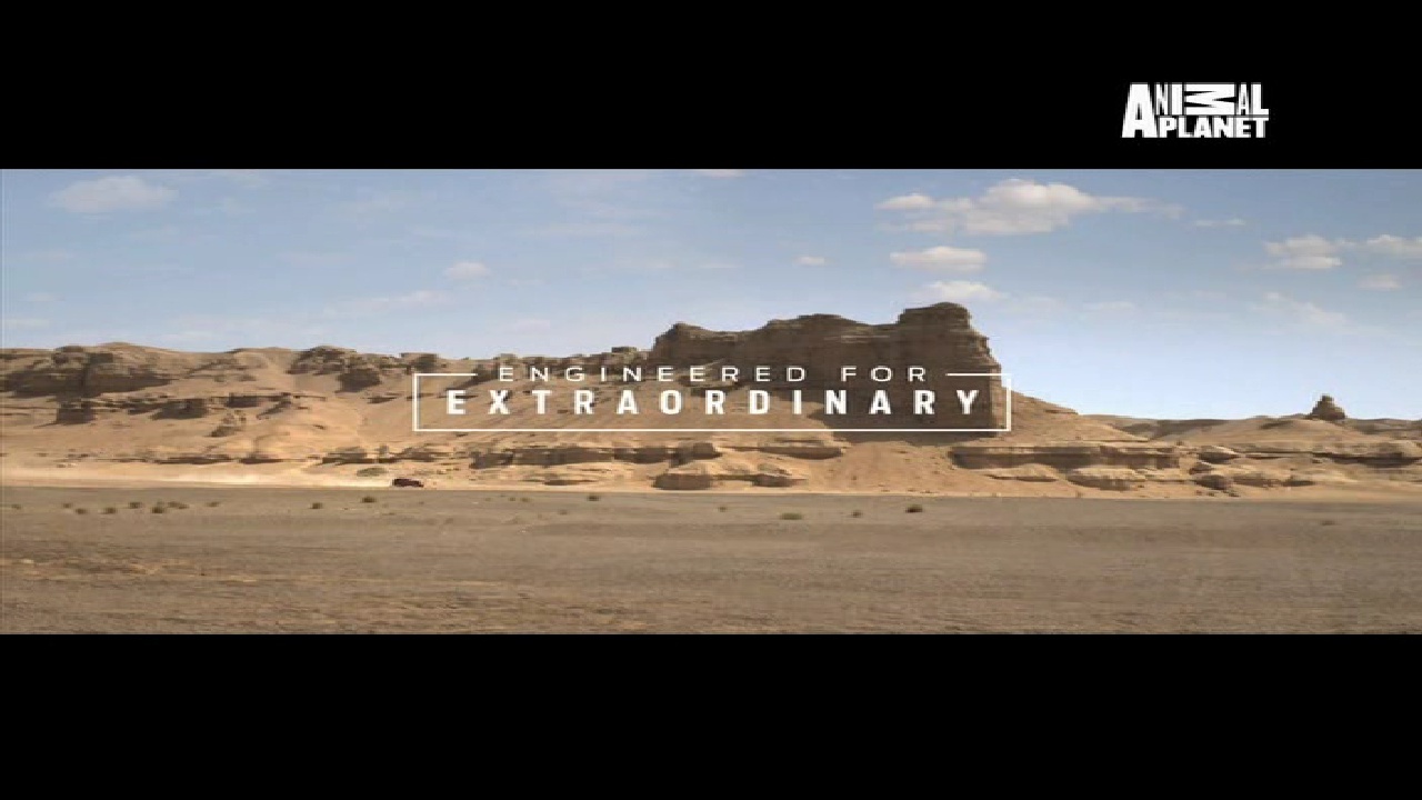 Animal Planet, 95E, 12647 H