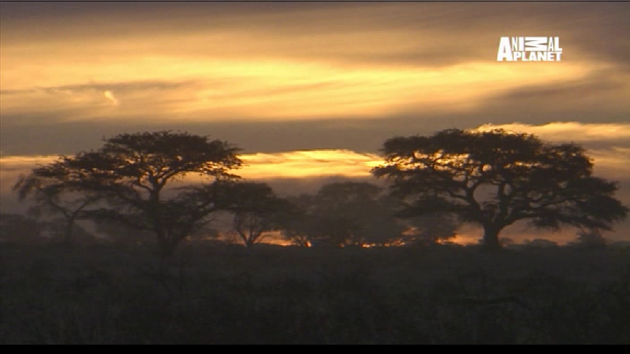 Animal Planet, 95E, 12647H