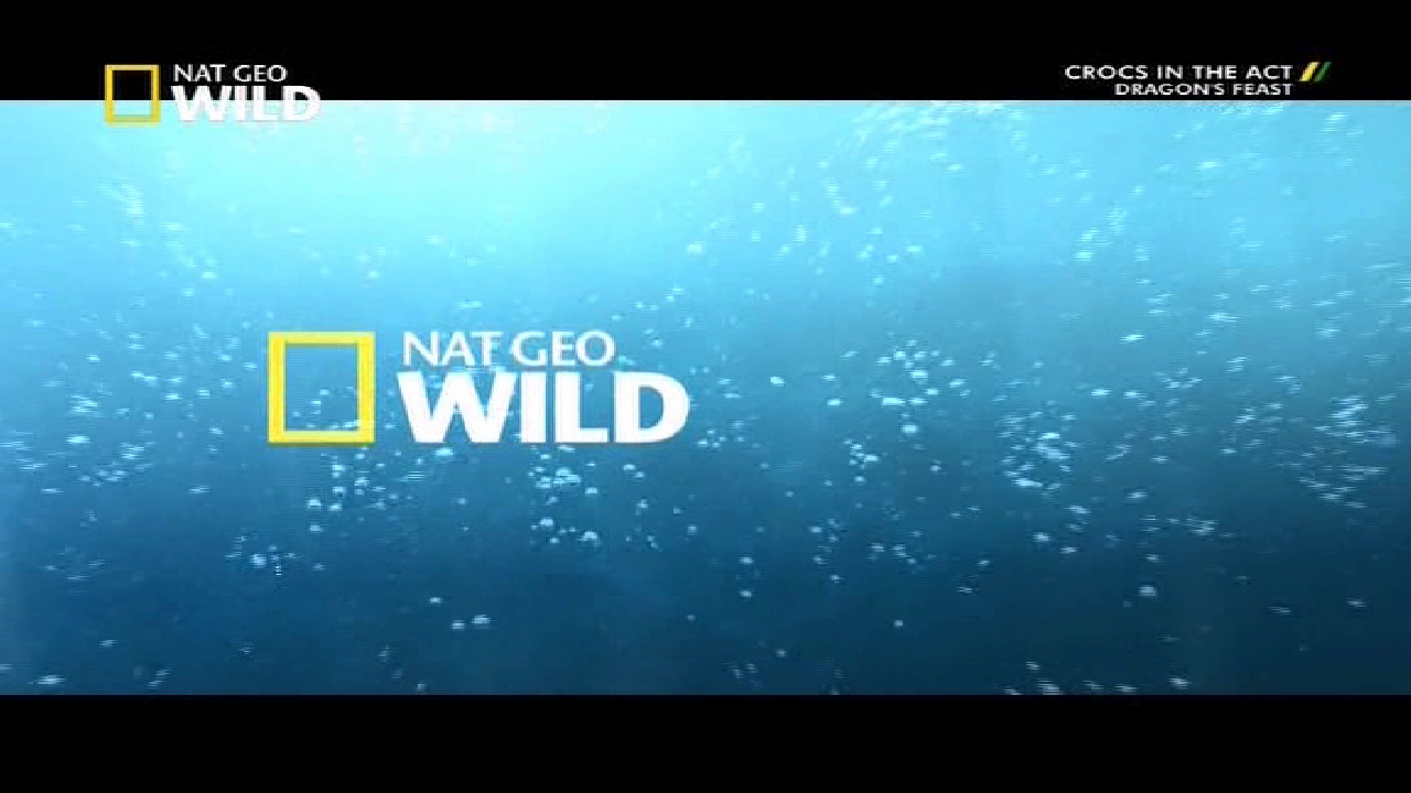 NGC Wild, 95E, 12647V